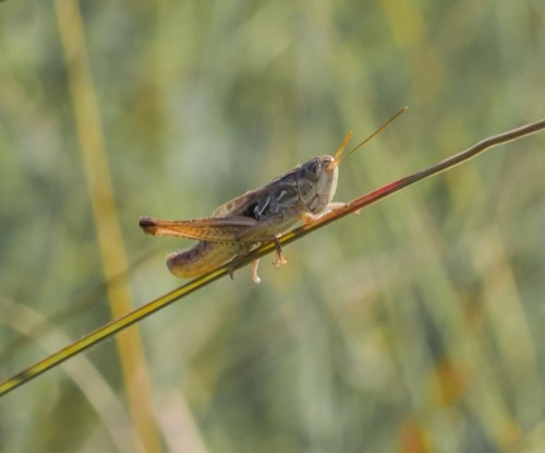 Pygmy Toothed Grasshopper