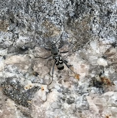 Chlorophorus macaumensis