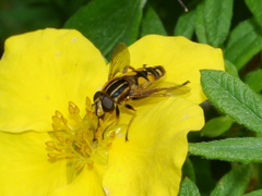 Helophilus intentus