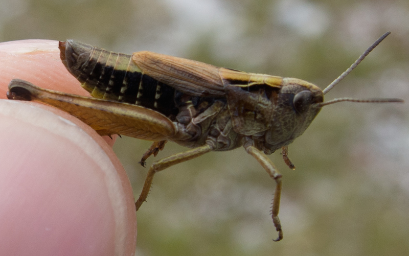 Alpine Grasshopper