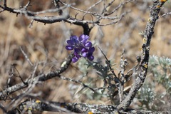 Lupinus chamissonis