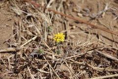 Lessingia germanorum