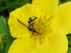 Ancistrocerus spilogaster