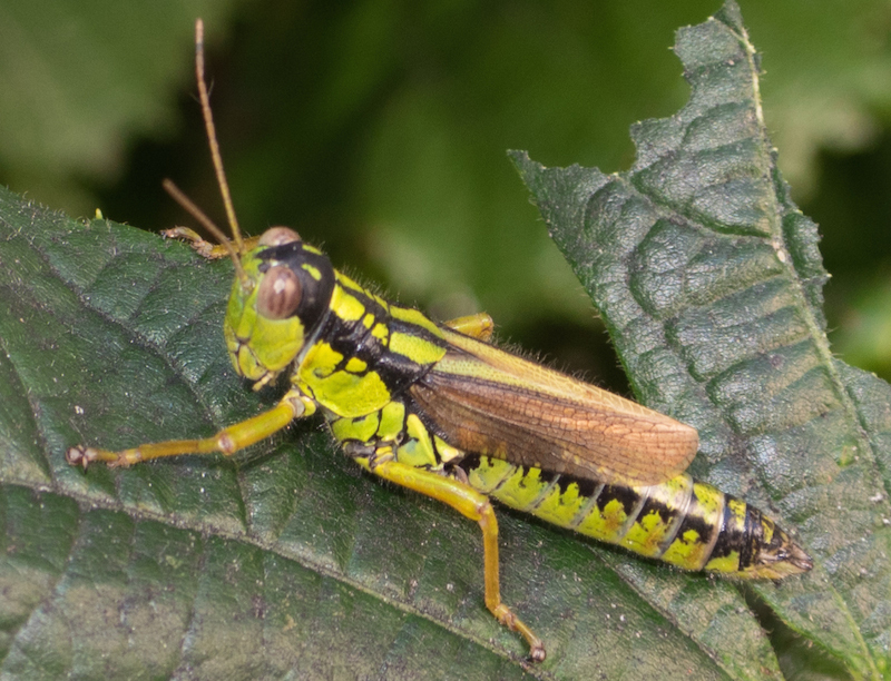 Long-winged Mountain Grasshopper