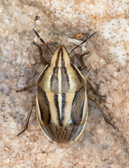 Aelia americana