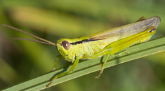 Mecostethus parapleurus