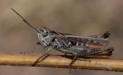 Omocestus haemorrhoidalis