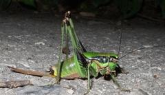 Eupholidoptera schmidti