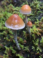 Hypholoma marginatum