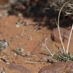 Sporobolus actinocladus