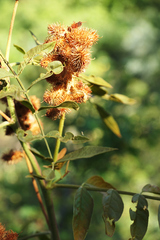 Glycyrrhiza lepidota