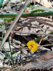 Bossiaea scolopendria
