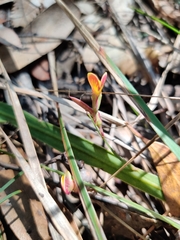 Bossiaea scolopendria