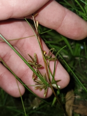 Cyperus bipartitus