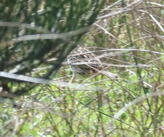 Anthus correndera chilensis