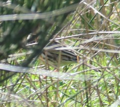 Anthus correndera chilensis