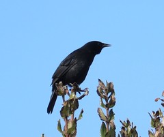 Curaeus curaeus curaeus