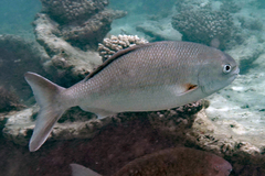 Kyphosus cornelii