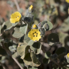 Abutilon halophilum