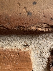 Myodocha serripes