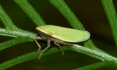Draeculacephala antica
