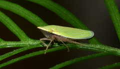 Draeculacephala antica