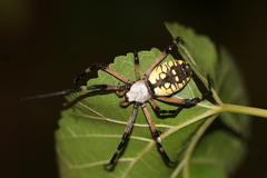Argiope aurantia