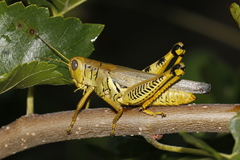 Melanoplus differentialis