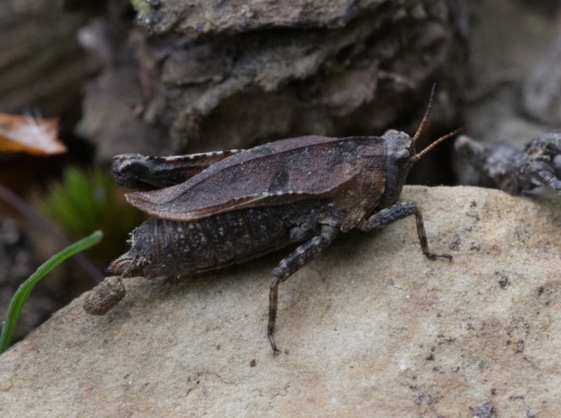 Two-spotted Groundhopper