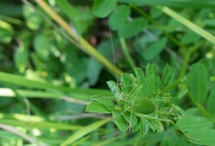 Barbitistes serricauda