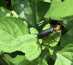 Epicauta mannerheimi