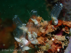 Aplousobranchia
