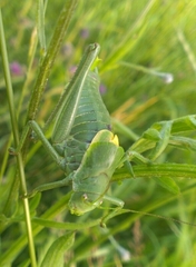 Polysarcus denticauda
