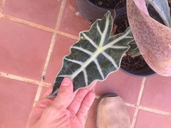 Alocasia amazonica