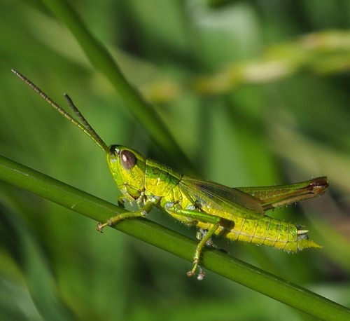 Euthystira brachyptera