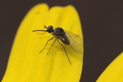 Apolysis