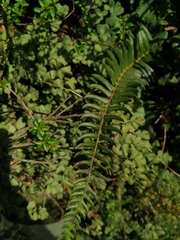 Blechnum hastatum