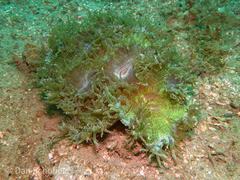 Catalaphyllia jardinei