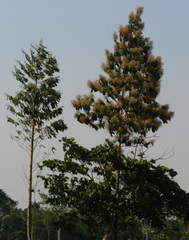 Triplaris americana