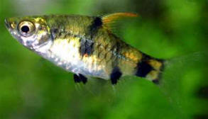 Golden Dwarf Barb