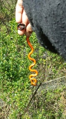 Diadophis punctatus vandenburgii