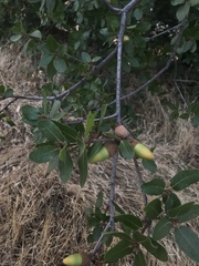 Quercus emoryi