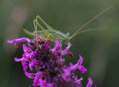 Poecilimon intermedius