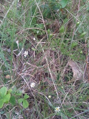 Symphyotrichum depauperatum