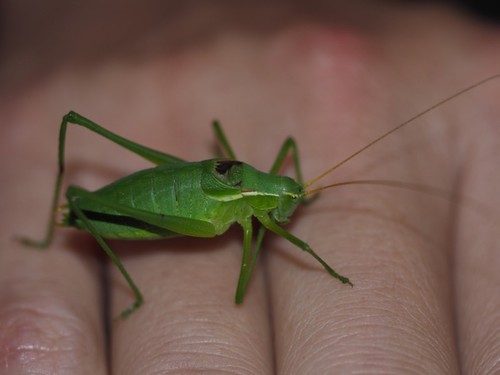 More-modest Plump Bush-cricket