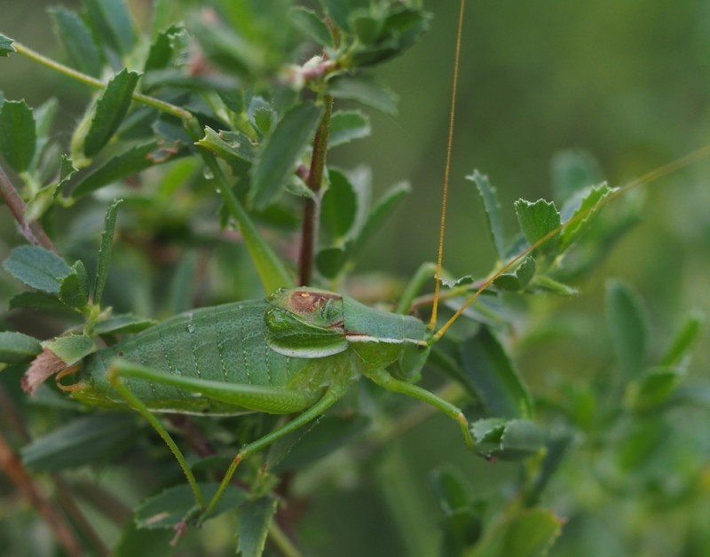 Modest Plump Bush-cricket