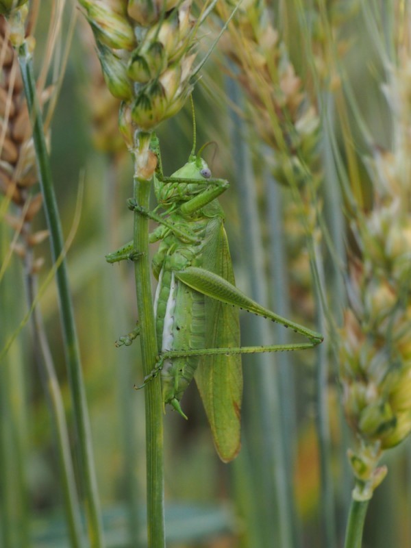 Tettigonia caudata
