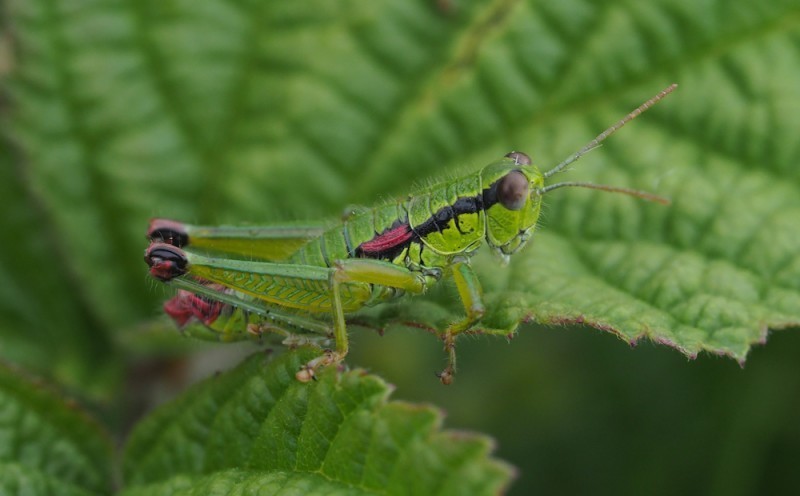 Cheating Mountain Grasshopper