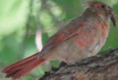 Cardinalis cardinalis