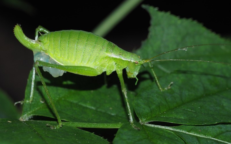 Pieninsky' Plump Bush-cricket